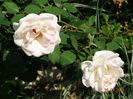 DSC06051