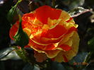 DSC06068