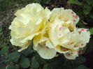 DSC00494