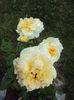 DSC00507