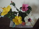 hibiscus grup
