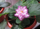 Picture My plants 486