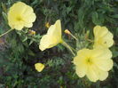oenothera biennis