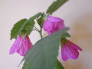 abutilon lila