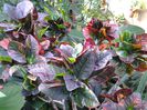 croton