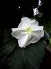 IMG_20140729_204436
