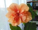 classic apricot