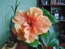 DSC04881