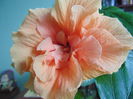 DSC04882
