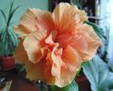 hibiscus classic apricot