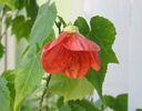 abutilon caramiziu