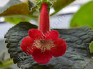 Kohleria Lima (ni)