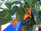juanulloa mexicana