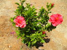 hibiscus