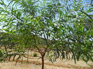 acacia saligna
