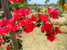 bouganvillea