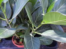 banyan
