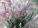 Anigozanthos laba cangurului