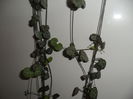 ceropegia woodii
