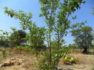ligustrum japonicum