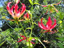 gloriosa a doua inflorire din an