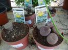 lithops -roca vie