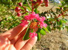 dynamite crape myrtle