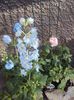 DSC00249