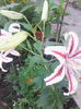 IMG_20140730_193751
