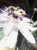 passiflora