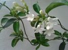 Fotografie2037 stephanotis