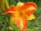 Hemerocallis Frans Hals (2014, July 21)