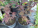 Artar rosu (35) Acer palmatum atropurpureum