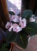 IMG-20140730-WA0041