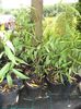 Salcie creata-Salix matsudana tortuosa -9