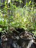 Salcie plangatoare-Salix babilonica -7