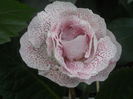 Tigrina pink