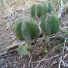 Cyphostemma hypoleucum