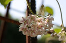 Dregea sinensis