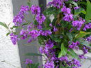 Hardenbergia violacea