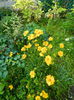 Coreopsis