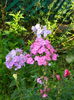 Phlox