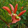 Kennedia beckxiana