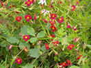 Kennedia carinata