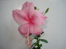 Dainty Pink
