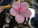 Peach Blossoms 23-07-2014'