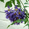 Solanum seaforthianum