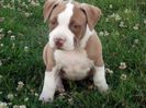 Catelusa american pitbull terrier  bully type