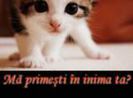 ma_primesti_in_inima_ta_piscuta_draguta