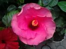 Fotografie2051 boreas pink